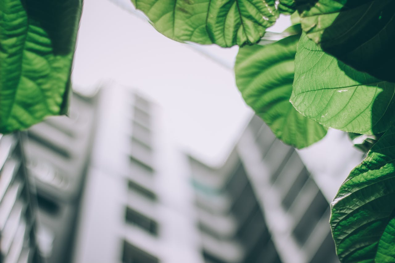 About Vibrant green leaves contrast against a blurred modern high-rise building, depicting urban nature.